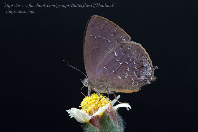 Zinaspa todara karennia