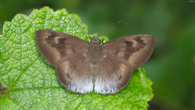 Tagiades gana meetana