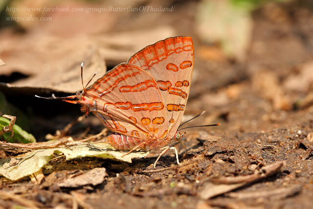 Spindasis evansii ayuthia