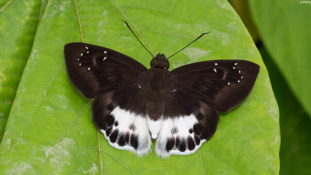 Tagiades menaka menaka