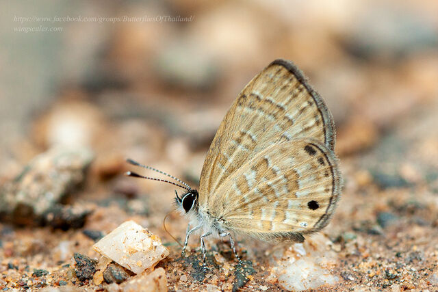 Prosotas lutea sivoka