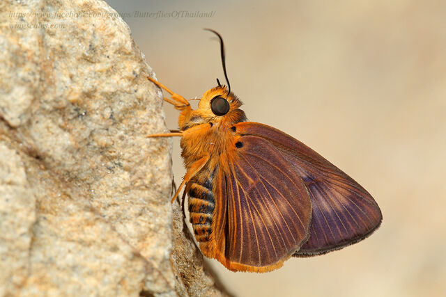 Burara harisa harisa