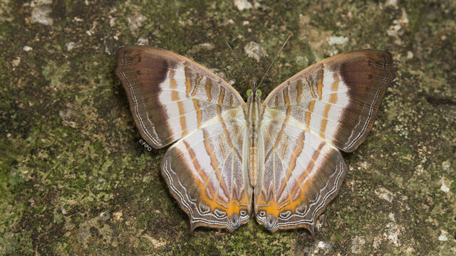 Cyrestis themire themire