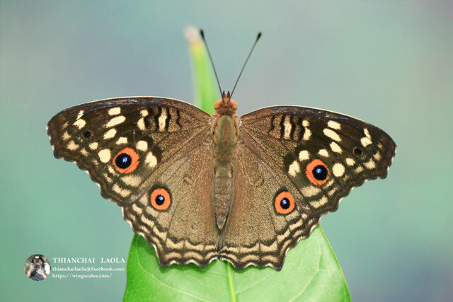 Junonia lemonias lemonias