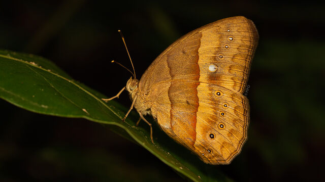 Mycalesis mnasicles perna