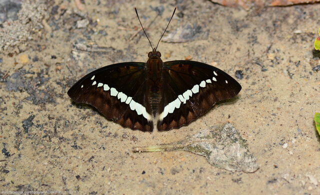 Euthalia teuta goodrichi