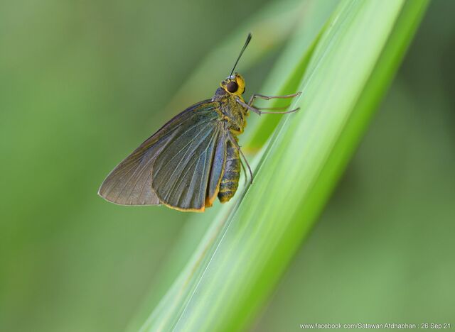 Pirdana distanti distanti