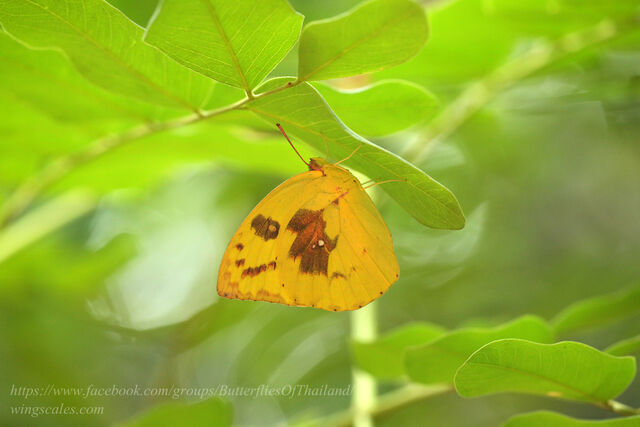 Catopsilia pomona pomona