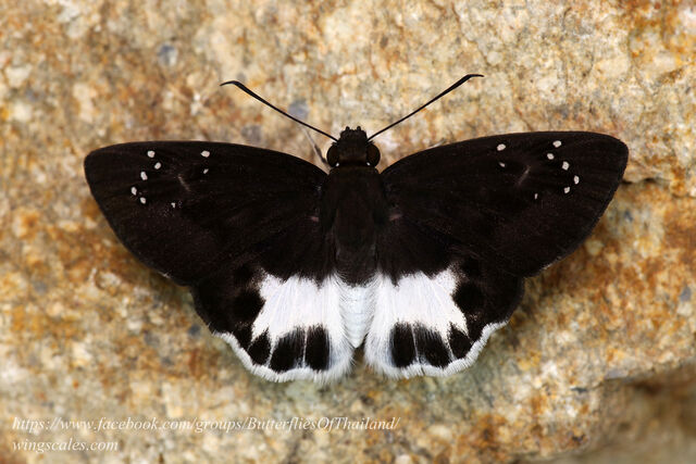 Tagiades litigiosa litigiosa