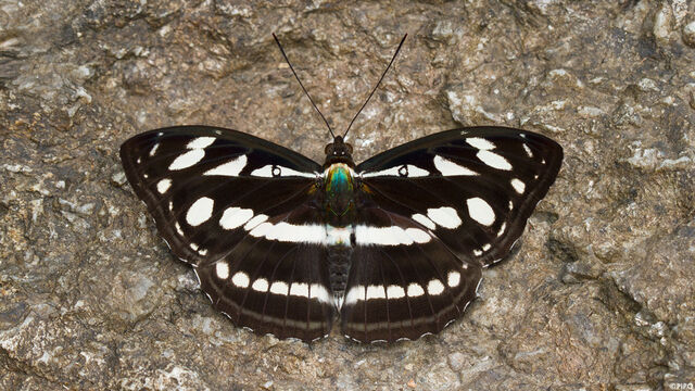 Tacola larymna siamensis