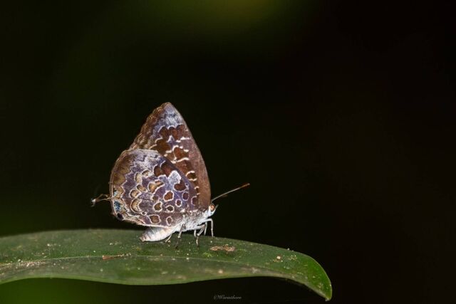 Arhopala bazaloides bazaloides