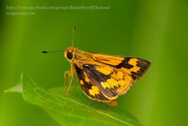 Potanthus confucius dushta