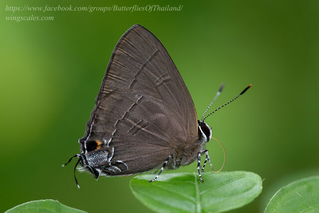 Rapala manea schistacea
