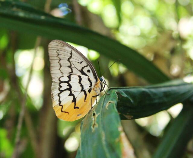 Melanocyma faunula kimurai