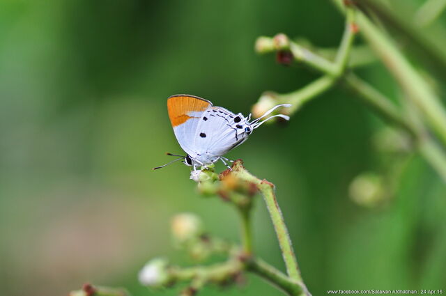 Suasa lisides suessa