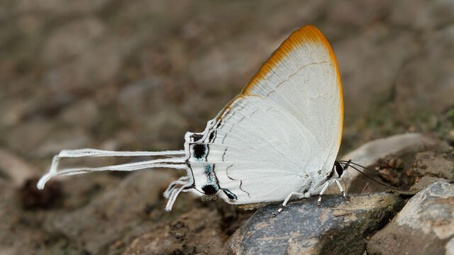 Cheritra freja evansi