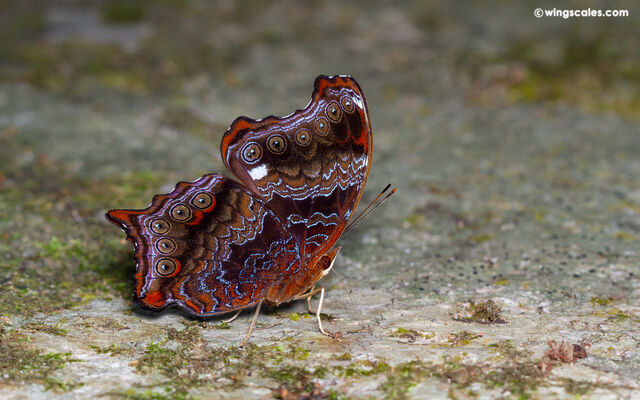 Rhinopalpa polynice eudoxia