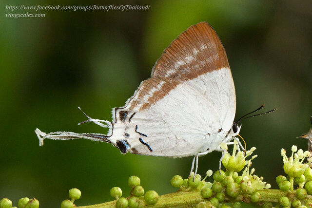 Neocheritra fabronia fabronia