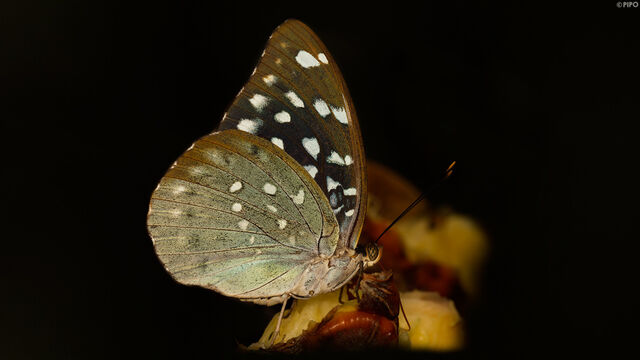 Lexias albopunctata albopunctata