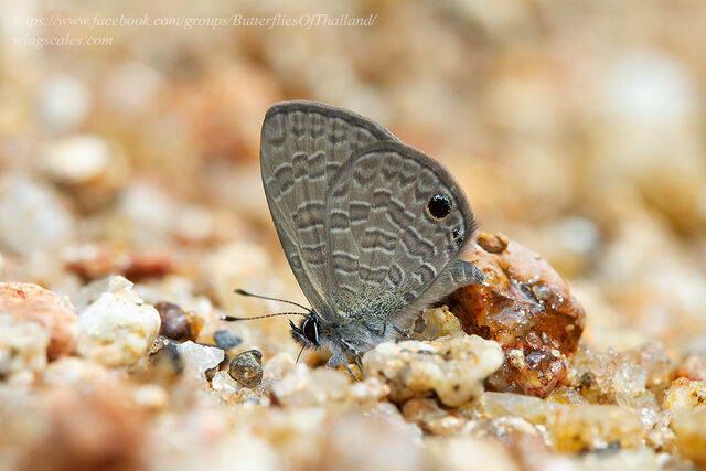 Prosotas dubiosa indica