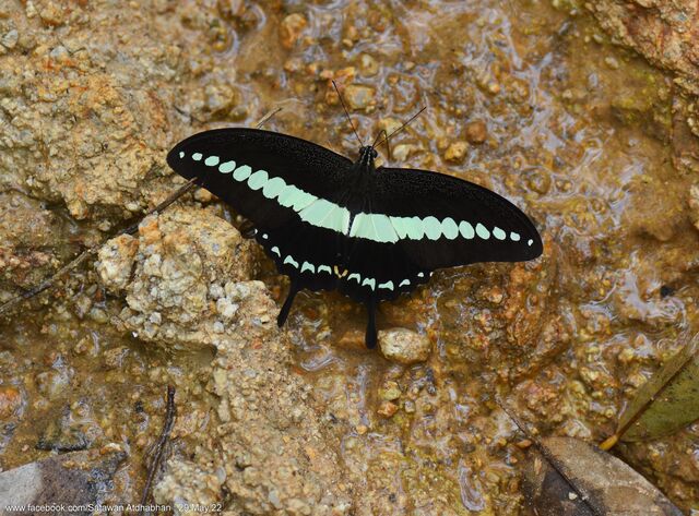 Papilio demolion demolion
