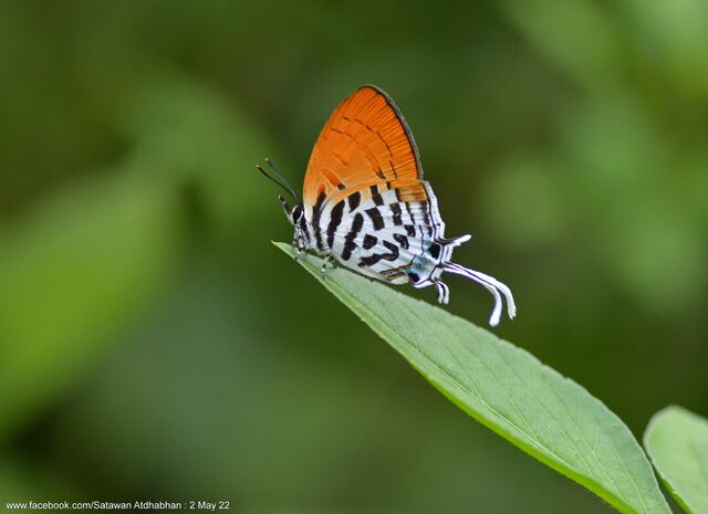 Drupadia ravindra moorei