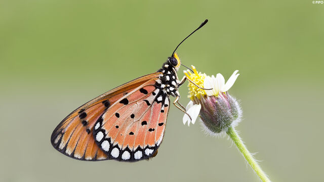 Acraea terpsicore