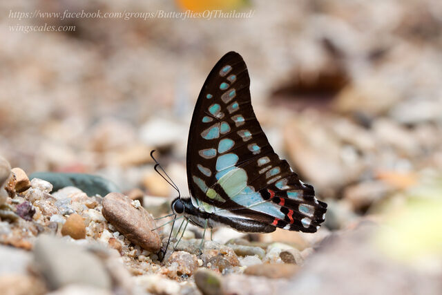 Graphium evemon eventus
