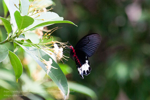 Atrophaneura astorion zaleucus