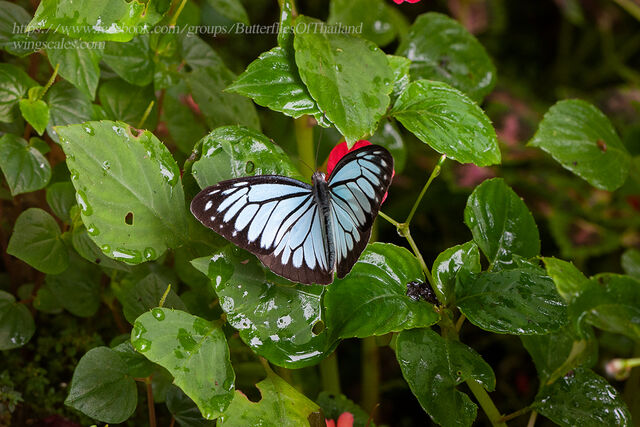 Pareronia anais anais