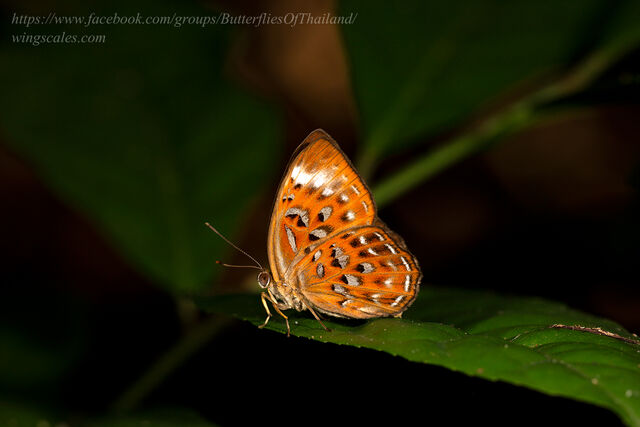 Taxila haquinus berthae