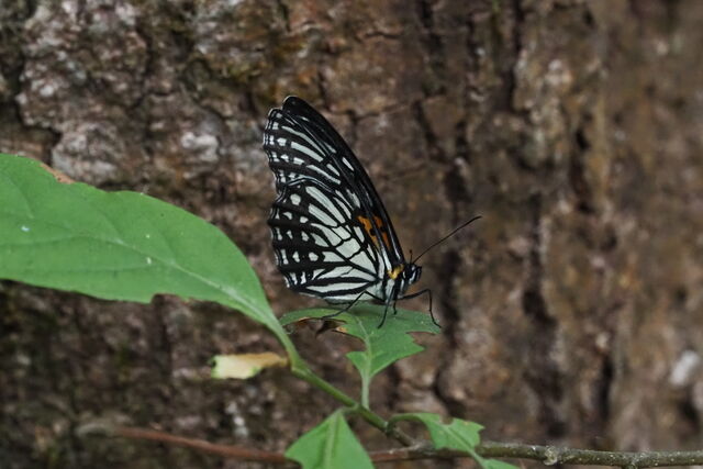 Orinoma damaris damaris