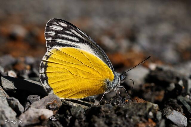 Delias agostina agostina