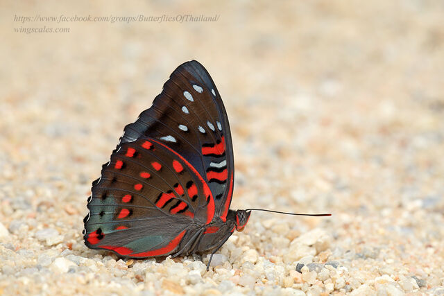 Euthalia lubentina lubentina