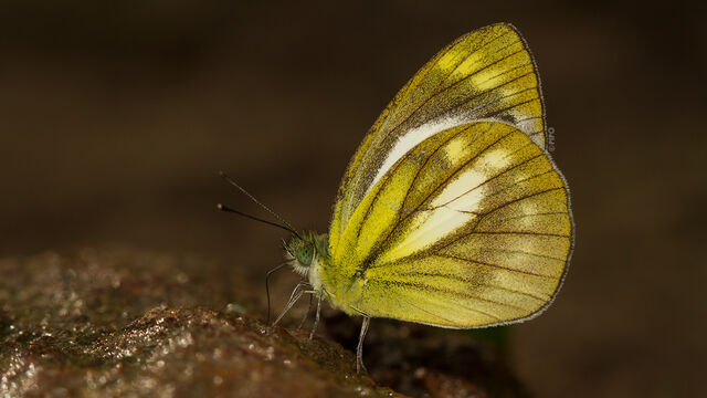 Cepora nadina nadina