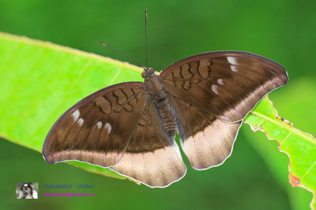 Cynitia lepidea cognata