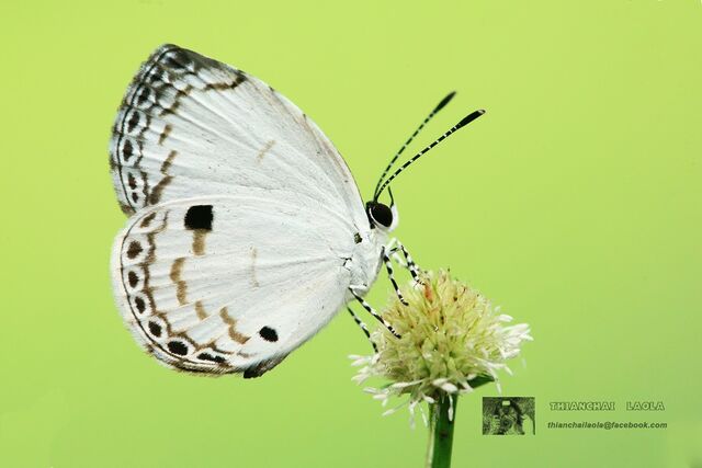 Neopithecops zalmora zalmora