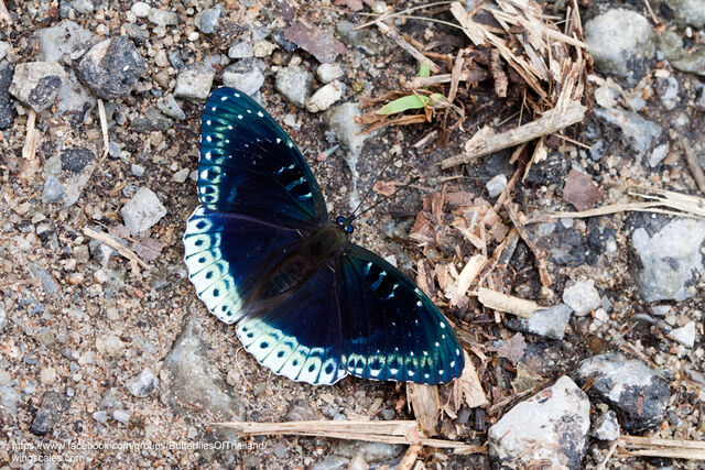 Stibochiona nicea subucula