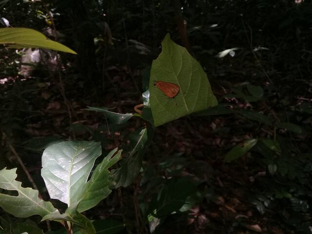 Rapala pheretima petosiris