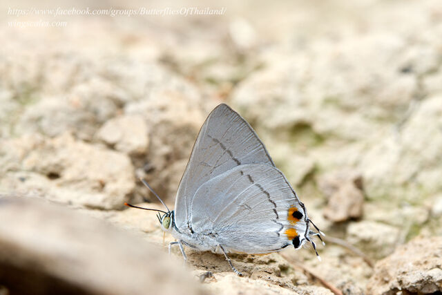 Ancema blanka minturna