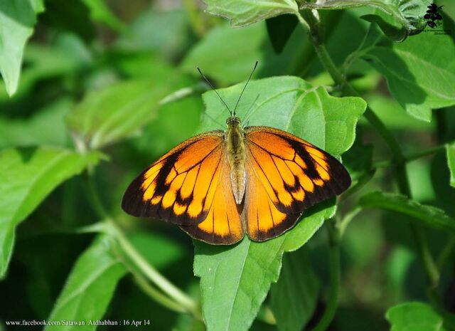 Appias nero figulina