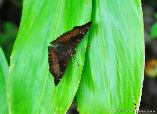 Euthalia tinna paupera