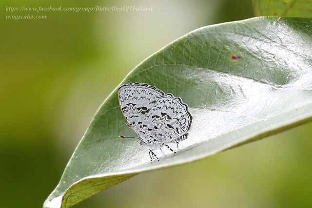 Cyaniriodes libna andersonii