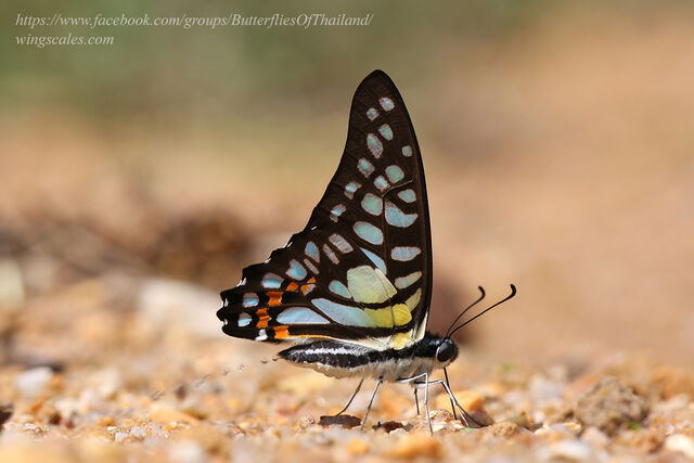 Graphium bathycles bathycloides