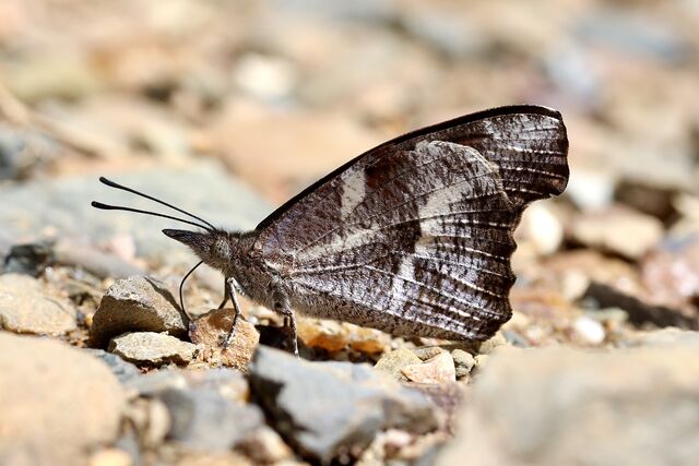 Libythea narina rohini