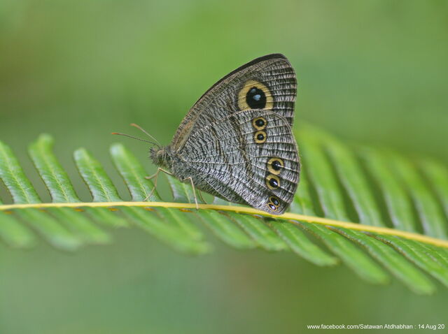 Ypthima baldus newboldi