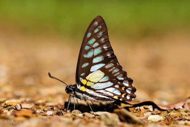 Graphium chironides chironides