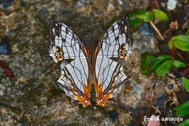 Cyrestis thyodamas thyodamas