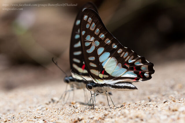 Graphium eurypylus mecisteus