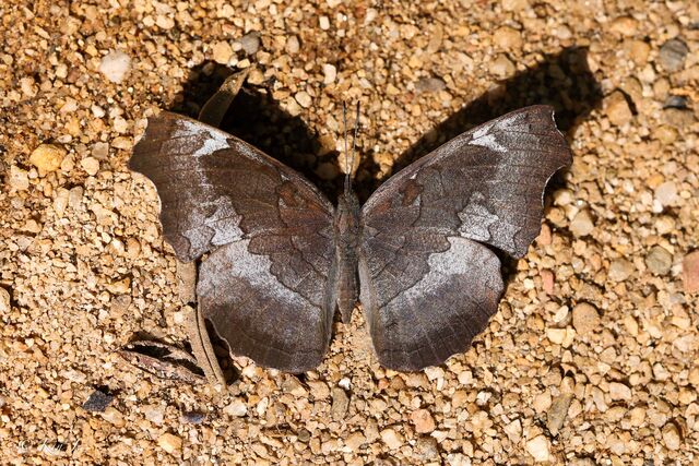 Laringa horsfieldi glaucescens